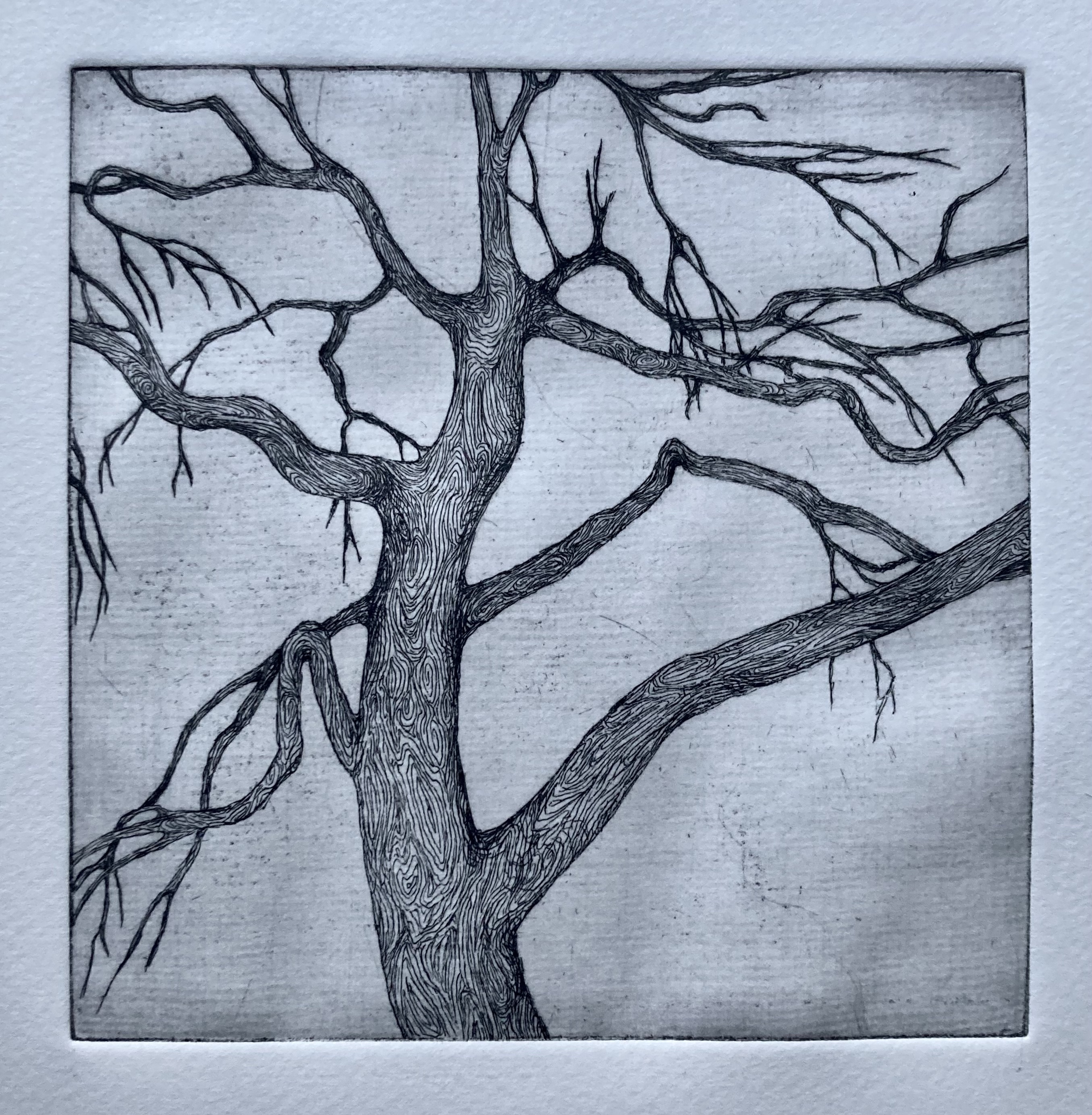 Tree Arms